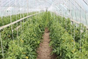 Bulgaria ECOLOOP Pilot