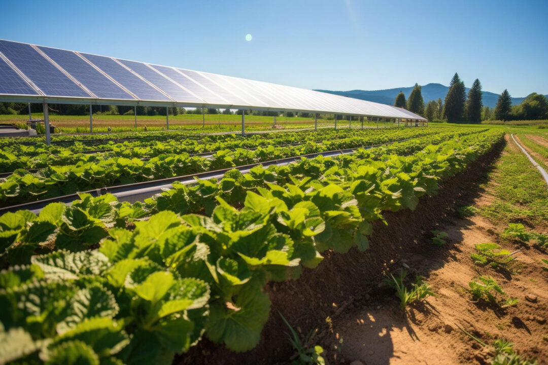 What's ECOLOOP about? 