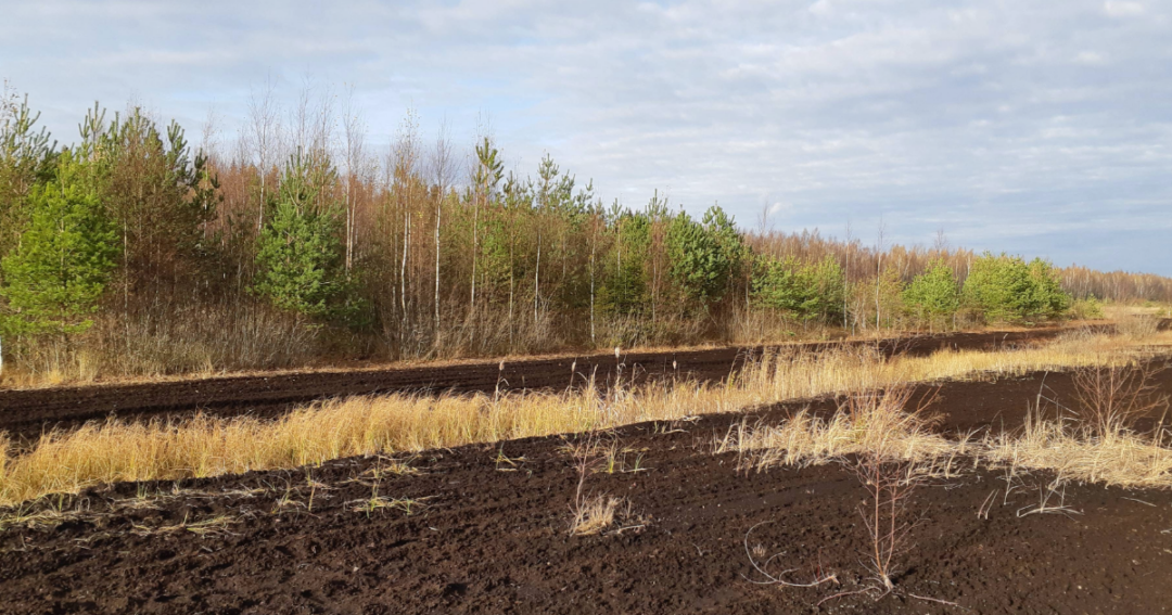 Enhancing Ecological Restoration with Wood Ash Recycling in Forestry