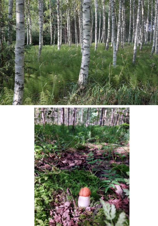 How Tree Species Shape Biodiversity on Former Farmland